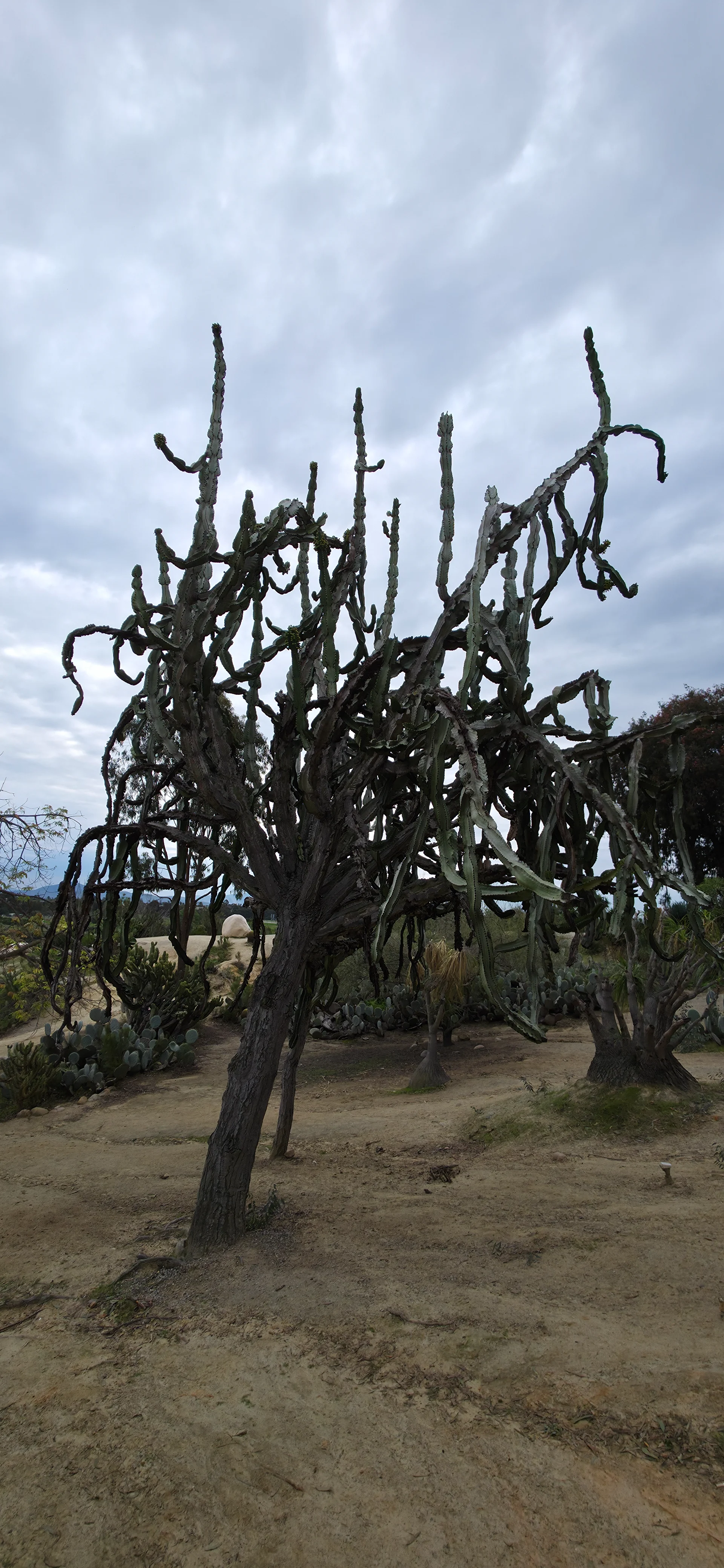 Rose and Cactus Gardens
