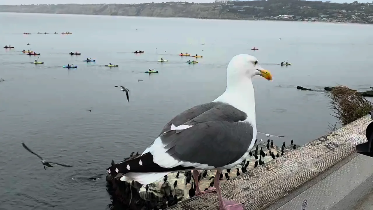 La Jolla Cove & Wildlife Refuge