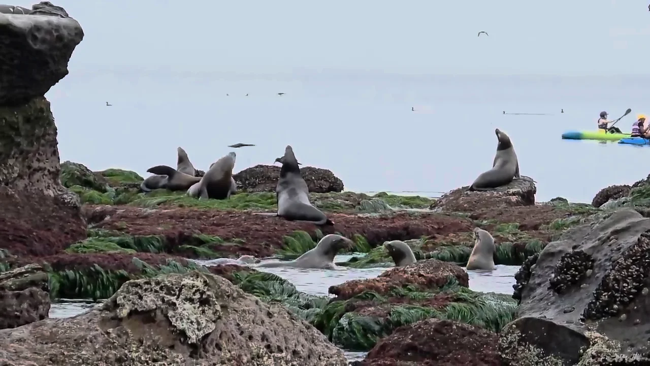 La Jolla Cove & Wildlife Refuge
