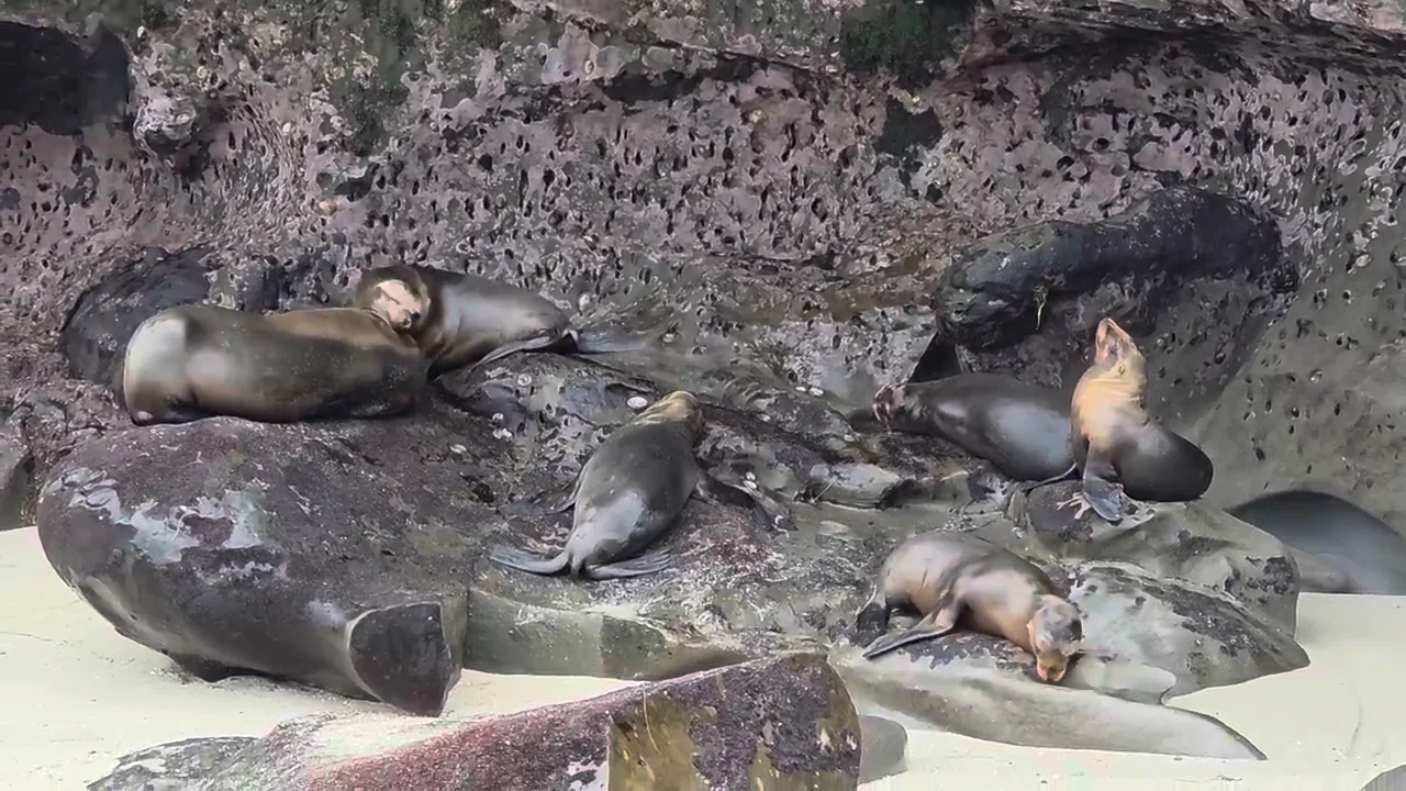 La Jolla Cove & Wildlife Refuge