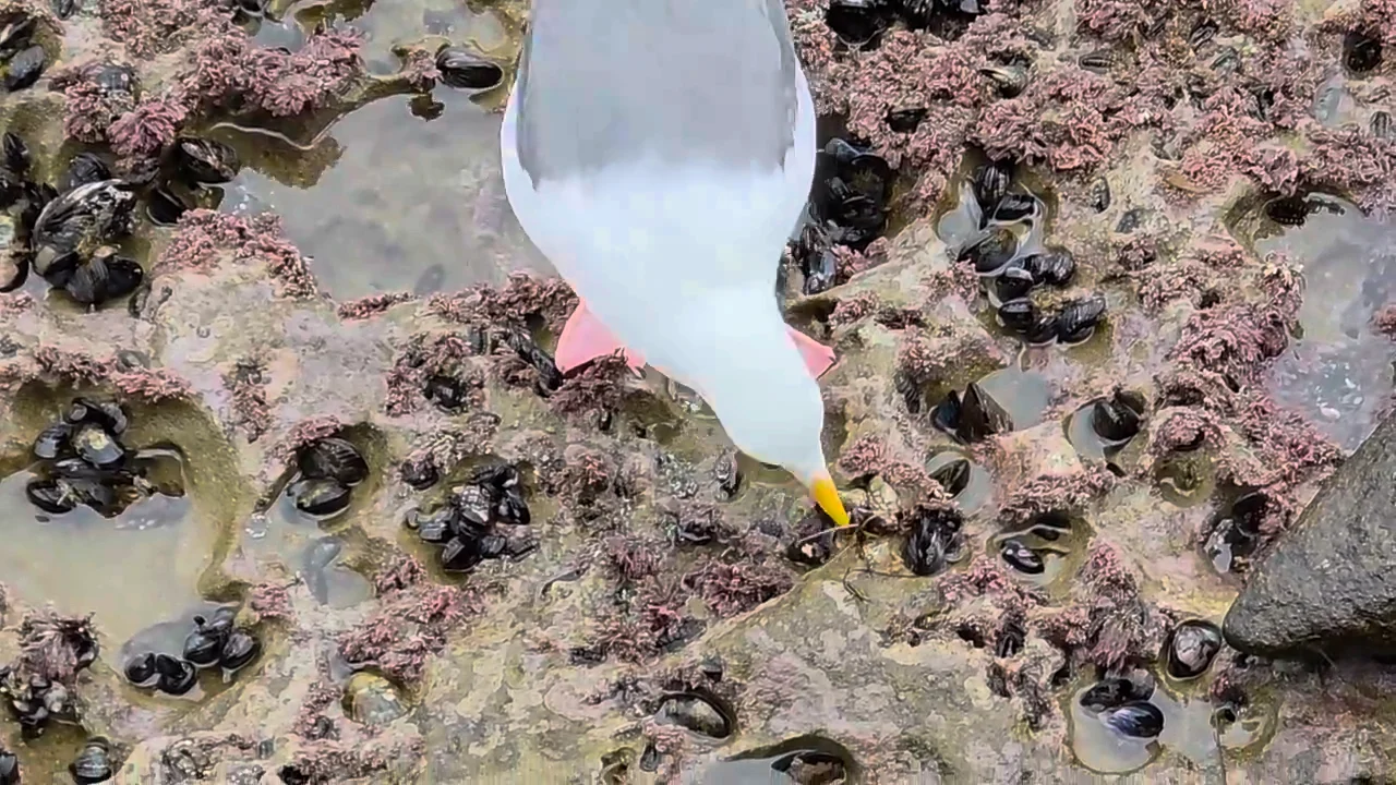 La Jolla Cove & Wildlife Refuge