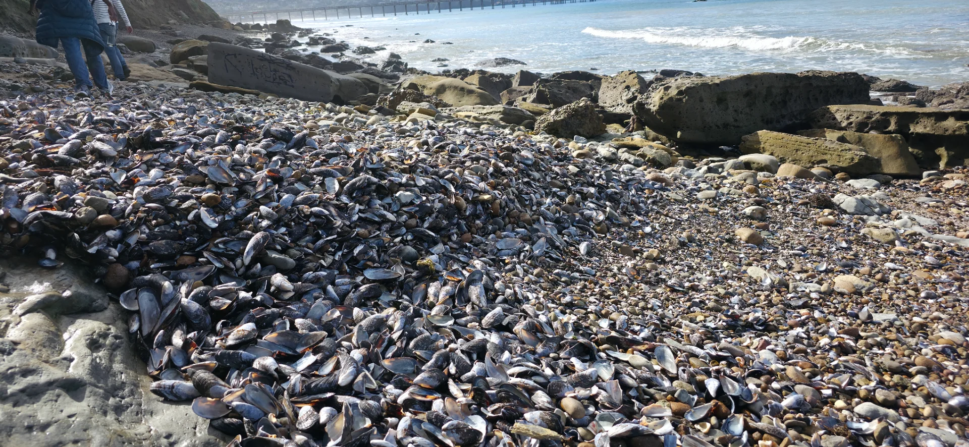 La Jolla Shores Beach
