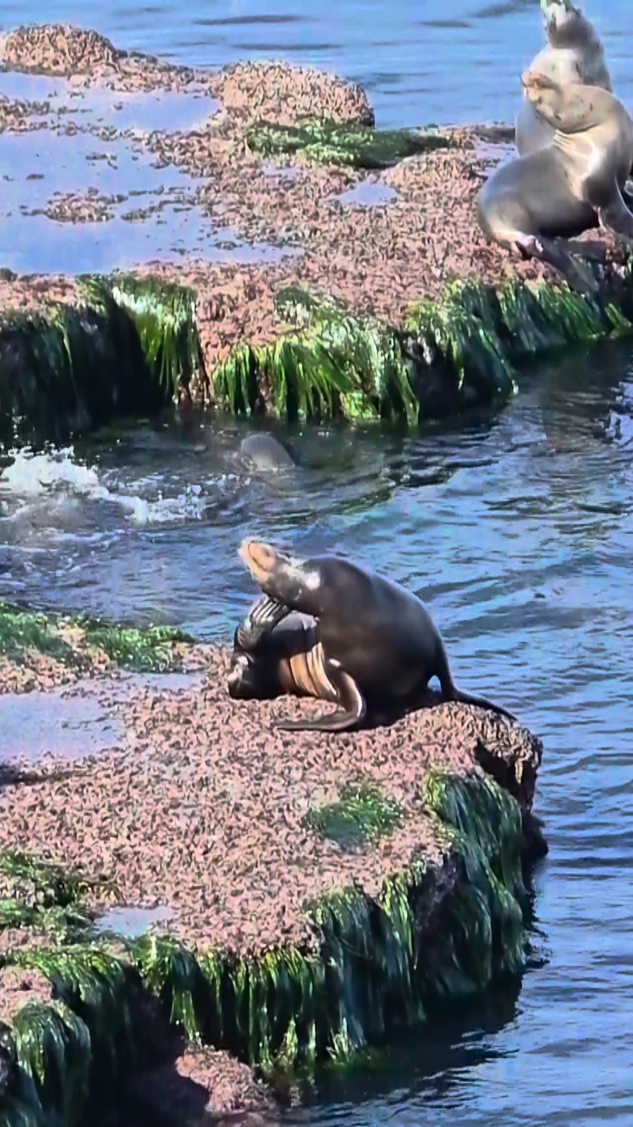 Children's Pool La Jolla