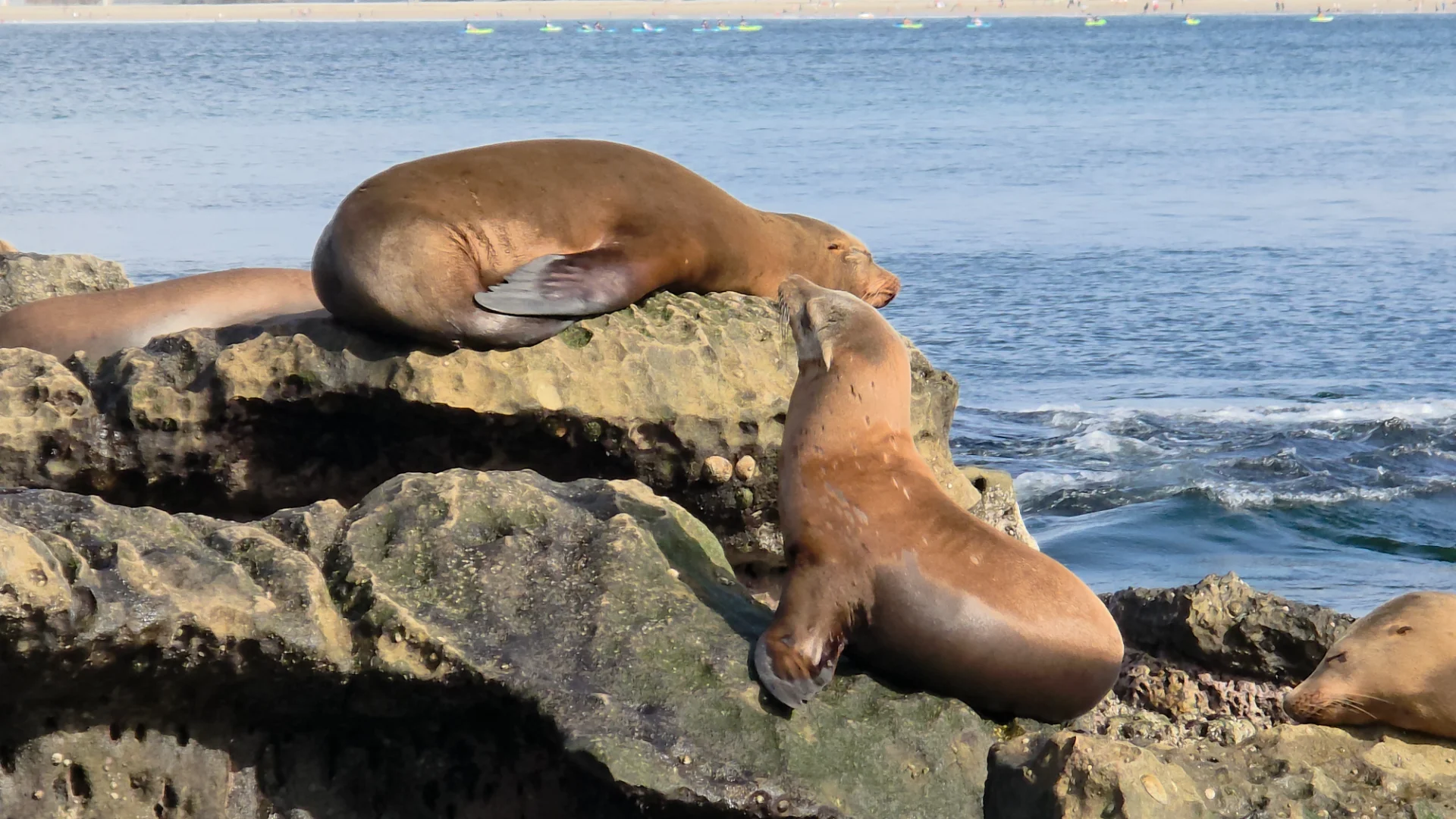 Children's Pool La Jolla