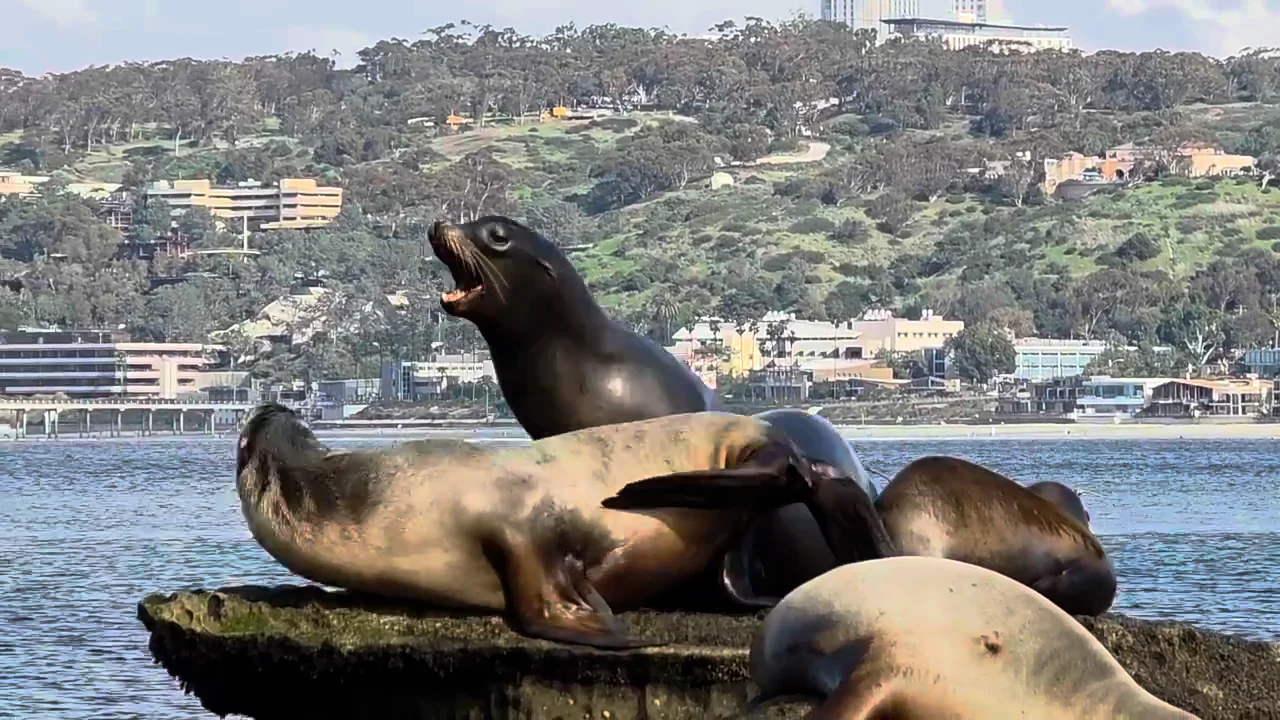 Children's Pool La Jolla