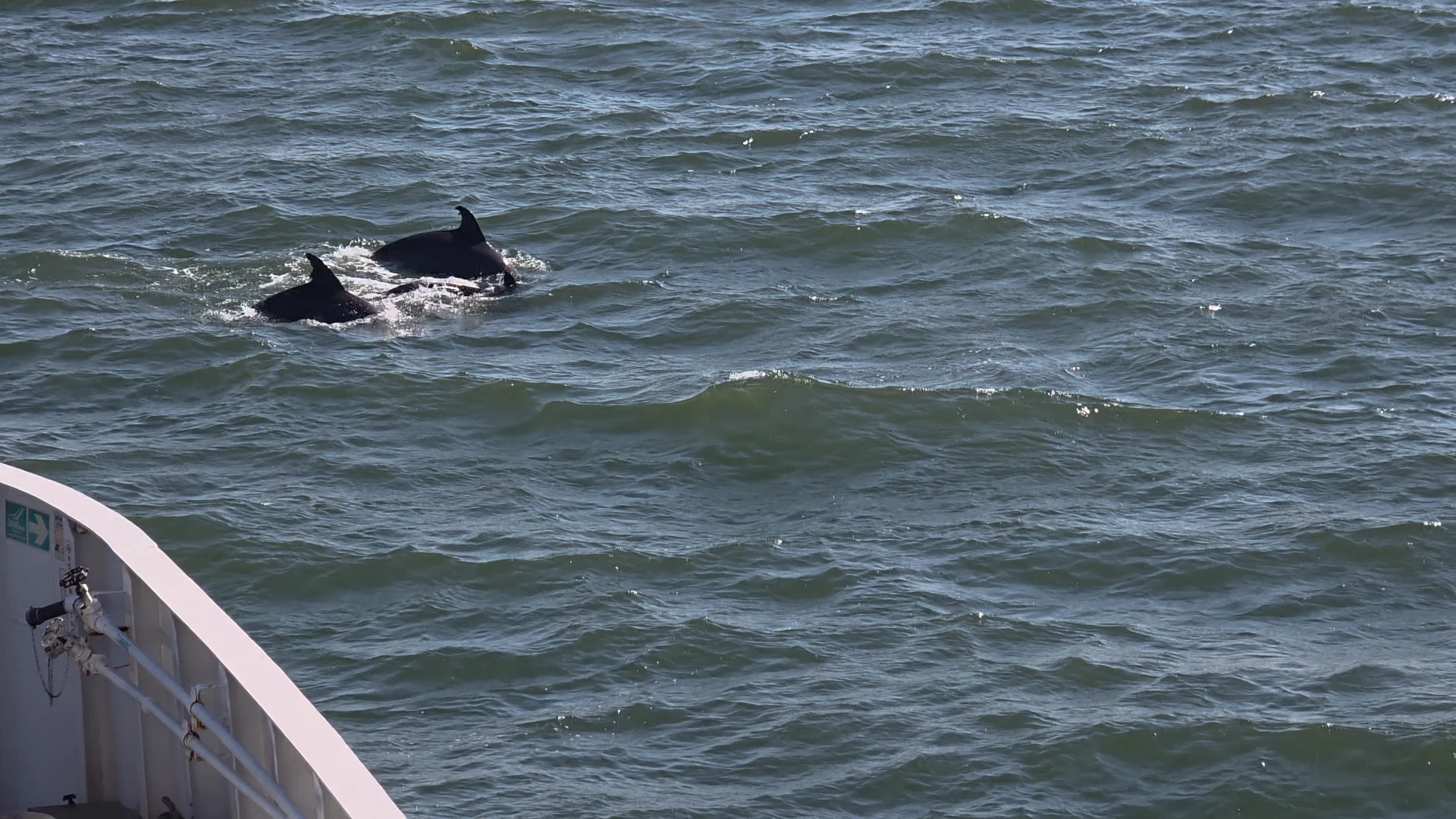 Received by dolphins! :)