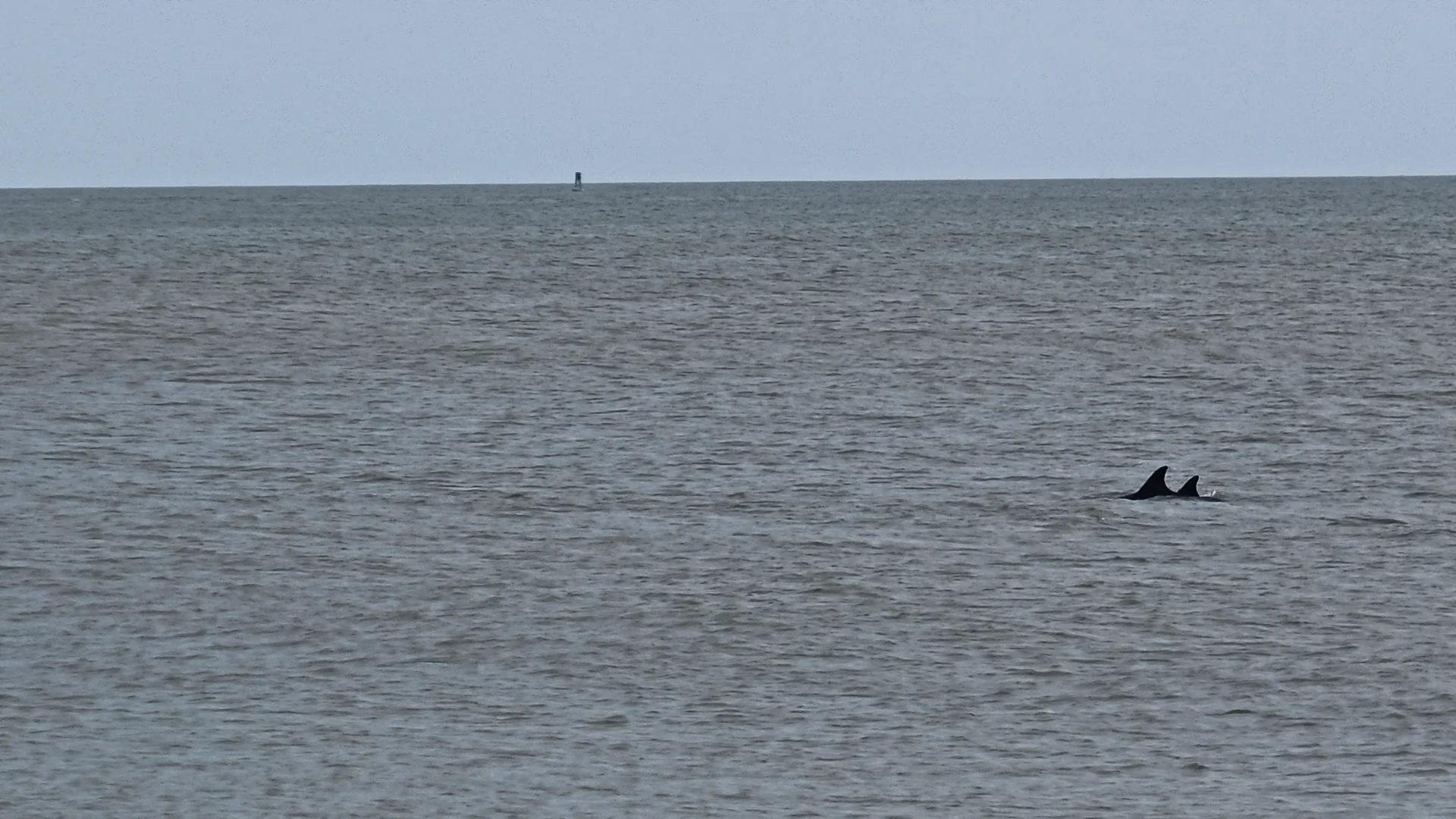 Dolphins!?