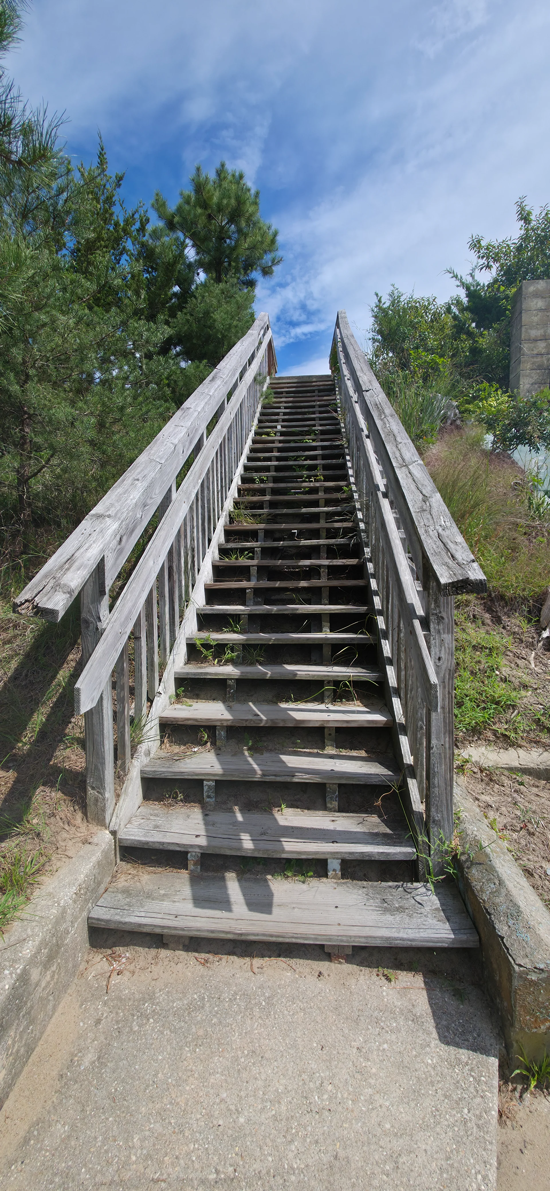 Cape Henlopen Hawk Watch
