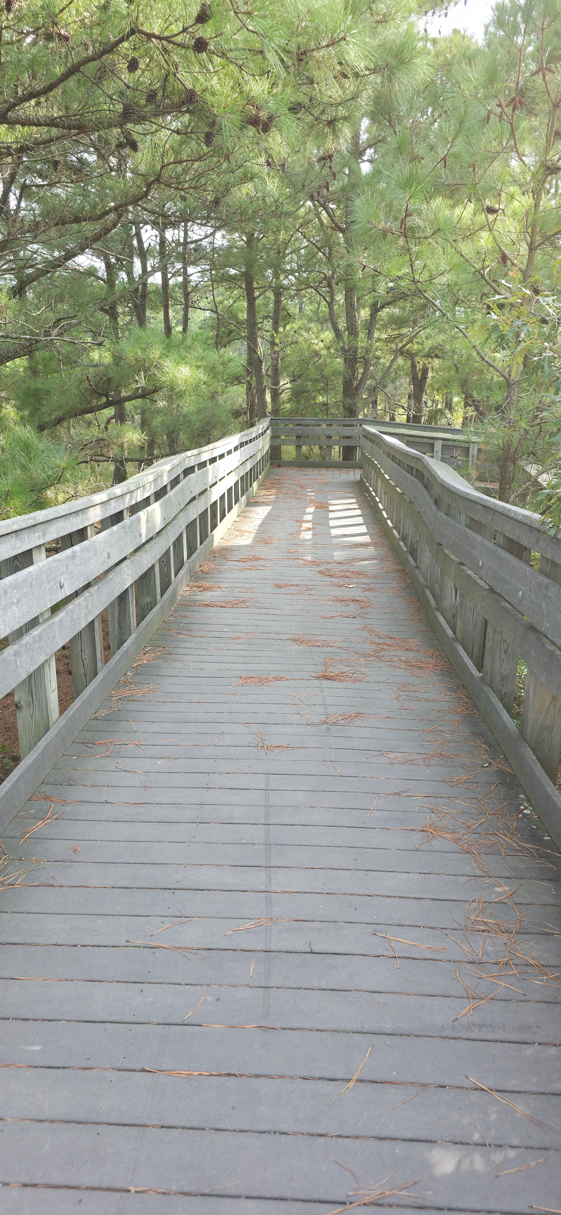 Gordons Pond Observation Deck