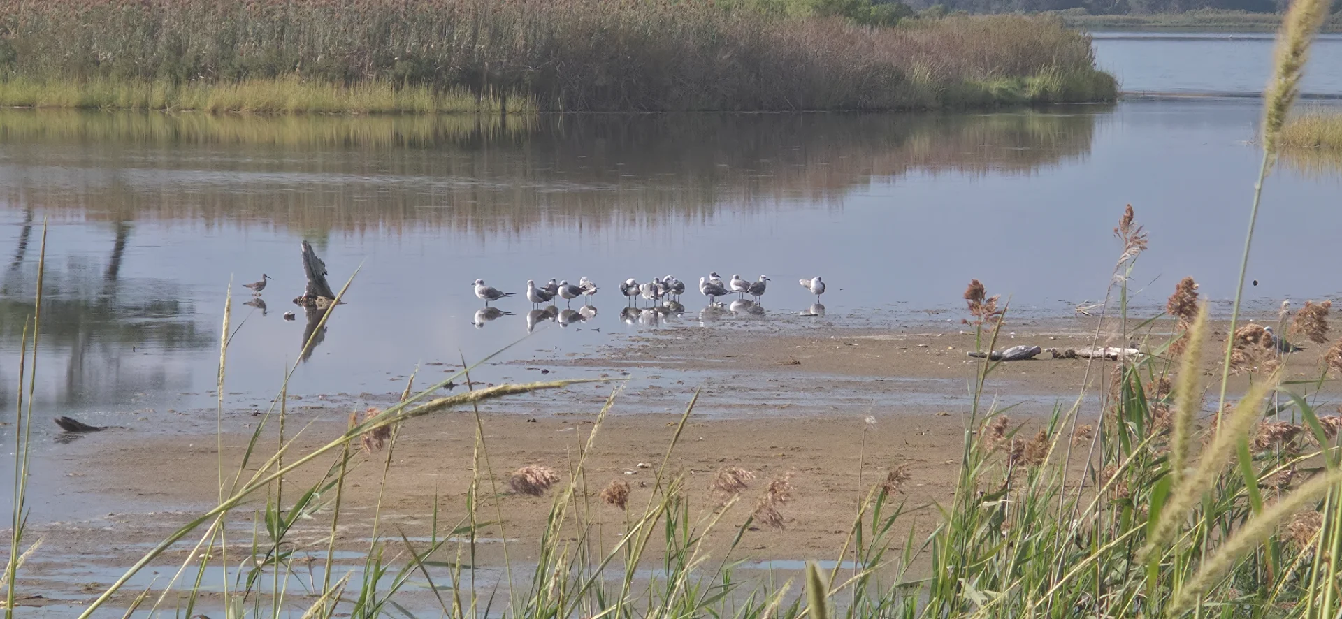 Gordons Pond Observation Deck