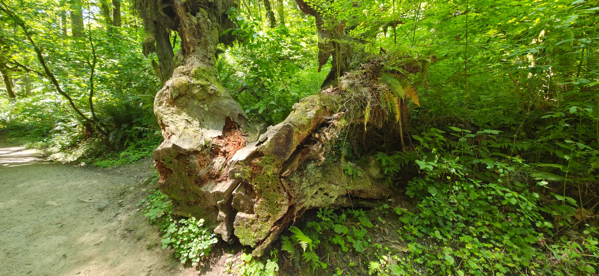 Lower Macleay Trail
