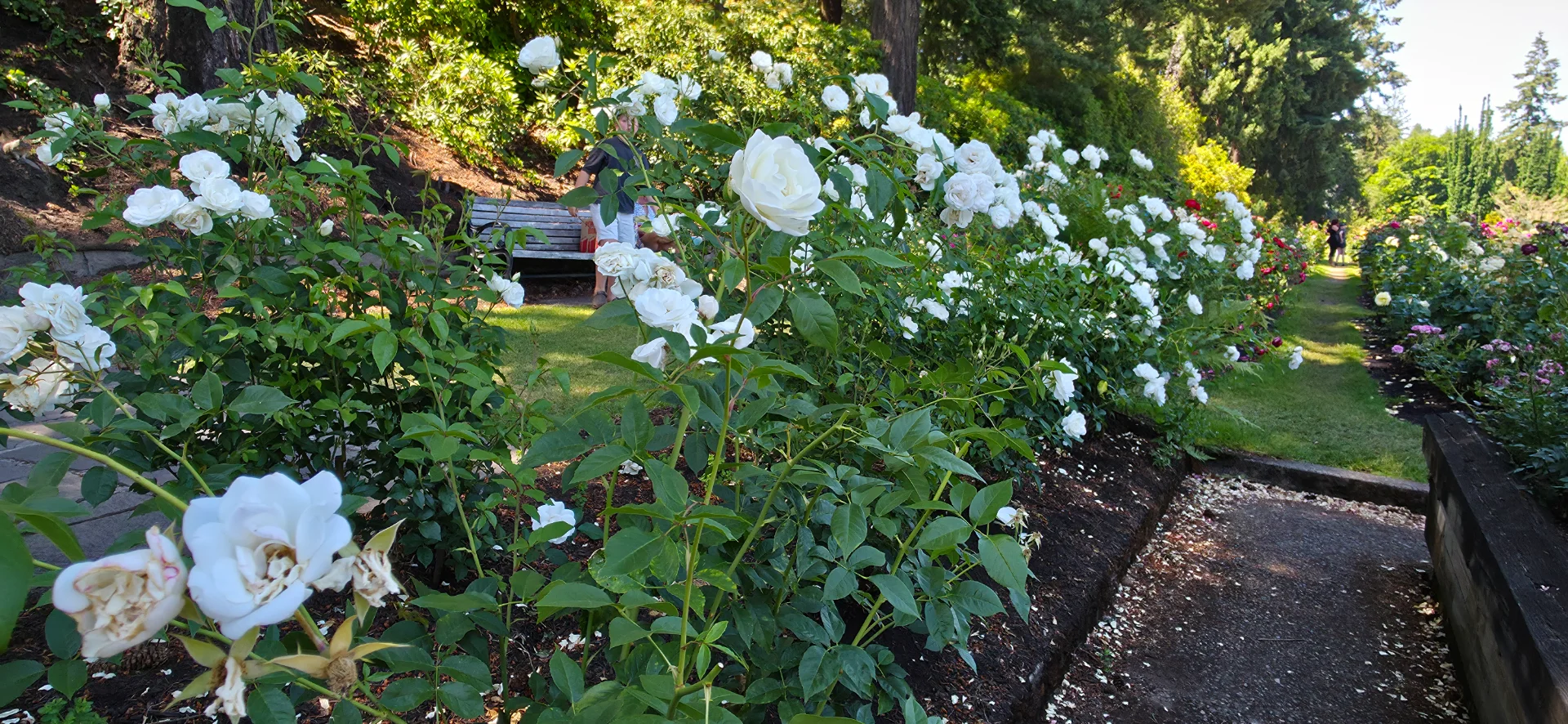 International Rose Test Garden