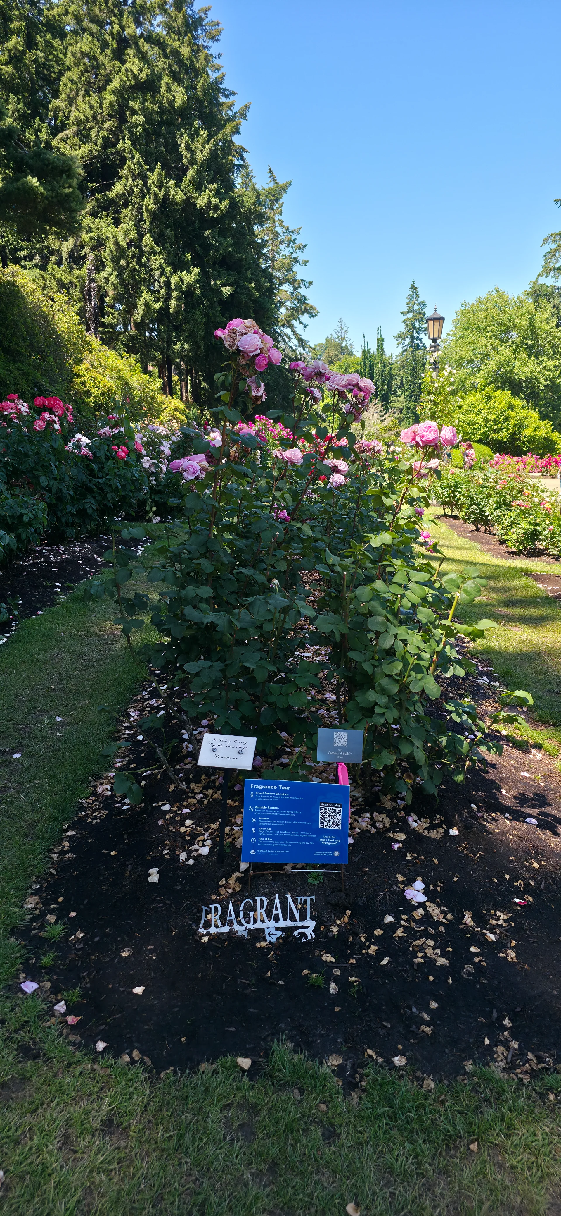 International Rose Test Garden