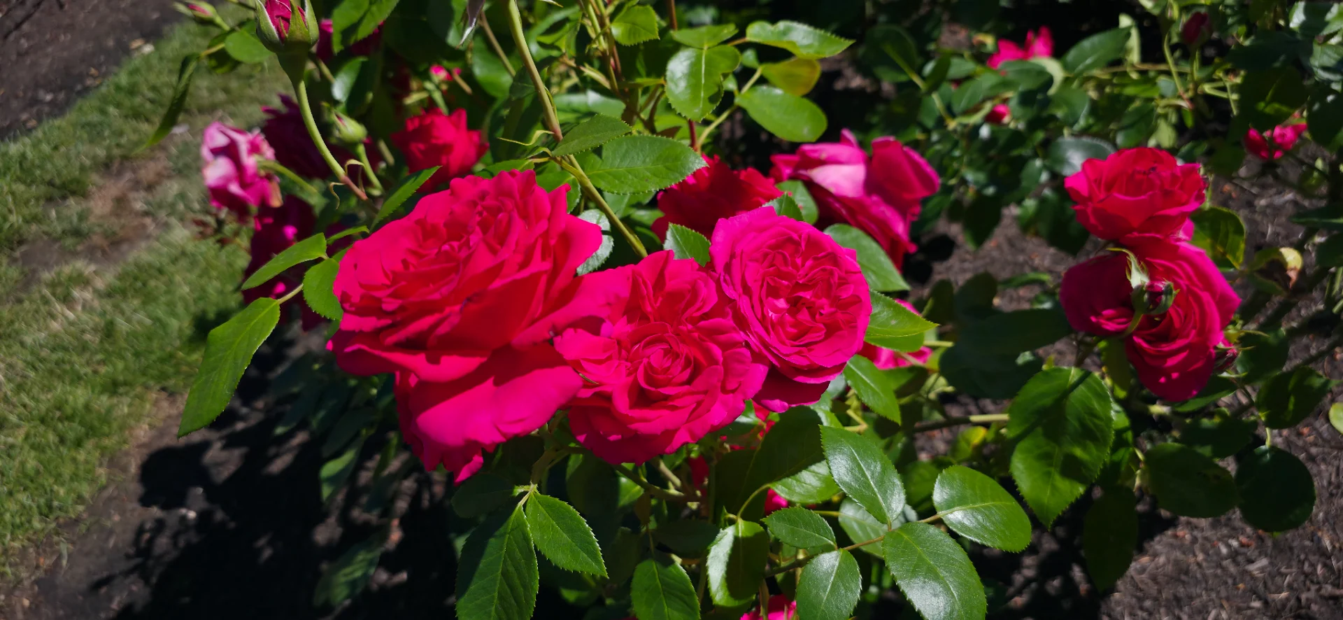 International Rose Test Garden