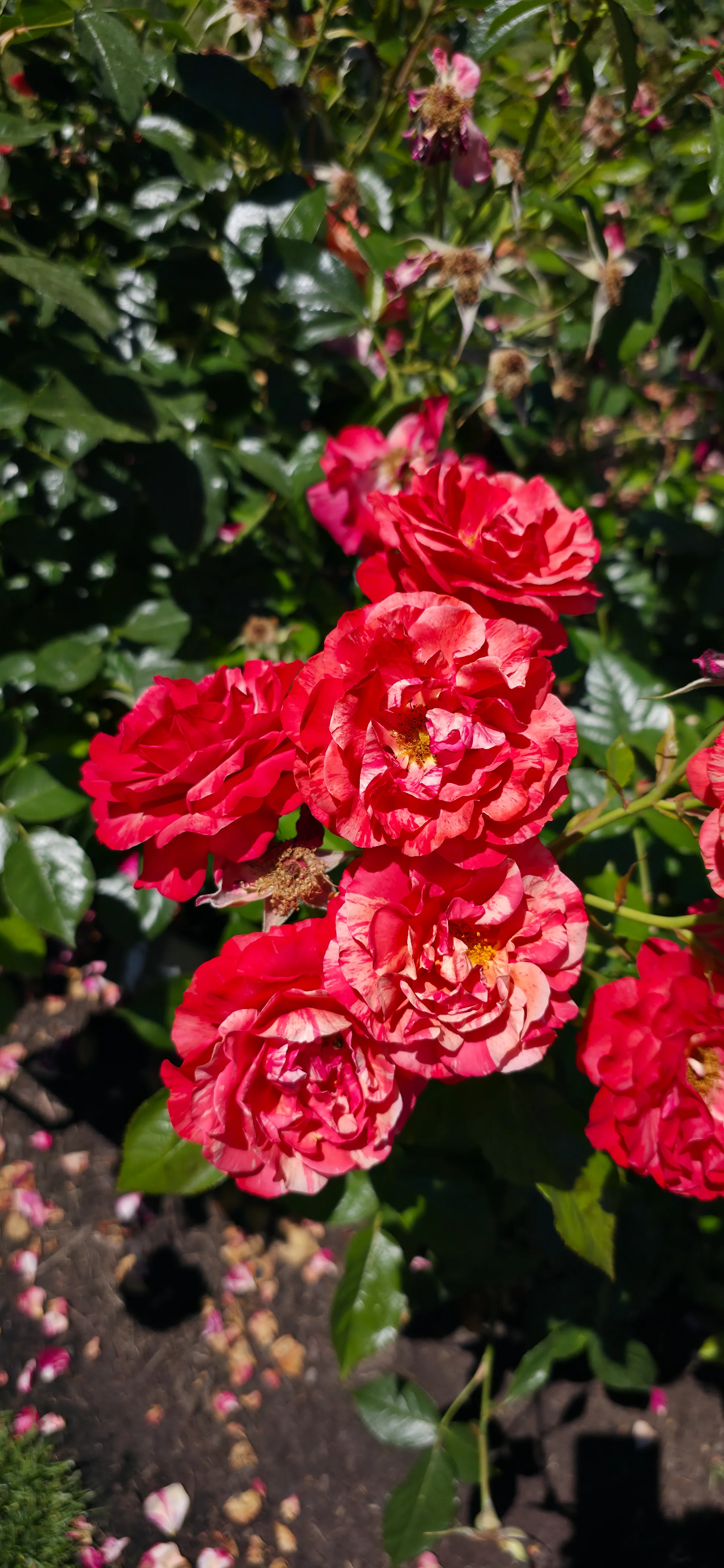 International Rose Test Garden
