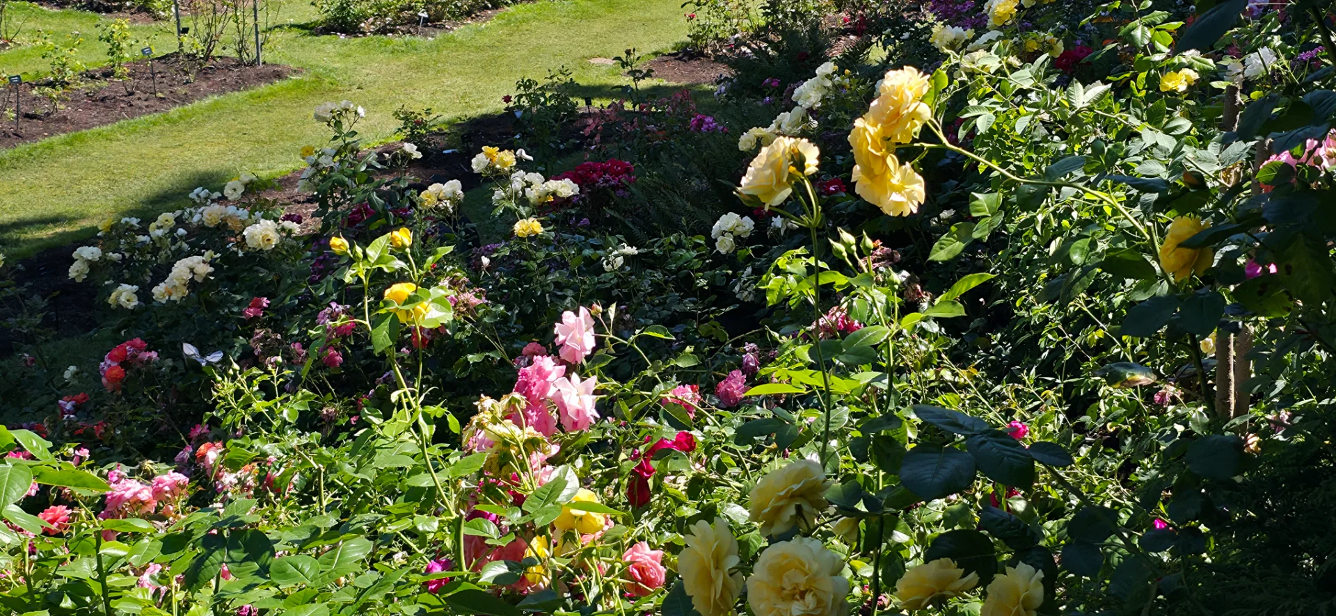International Rose Test Garden