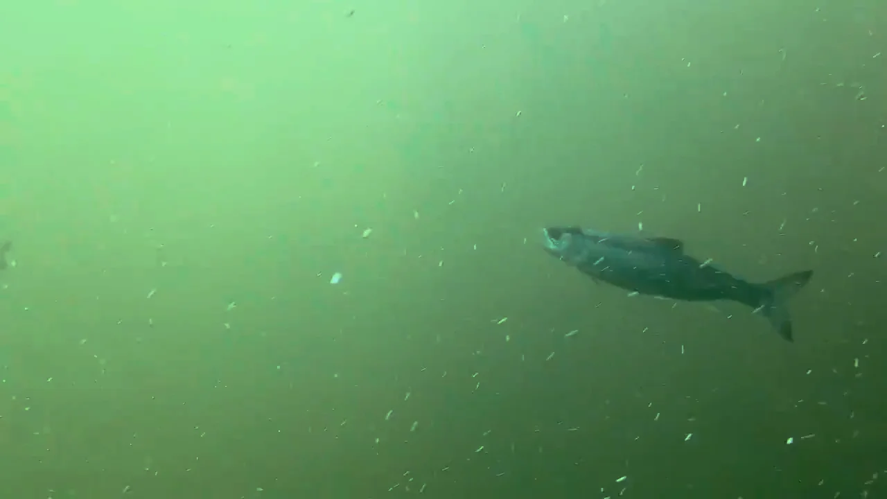 Ballard Locks