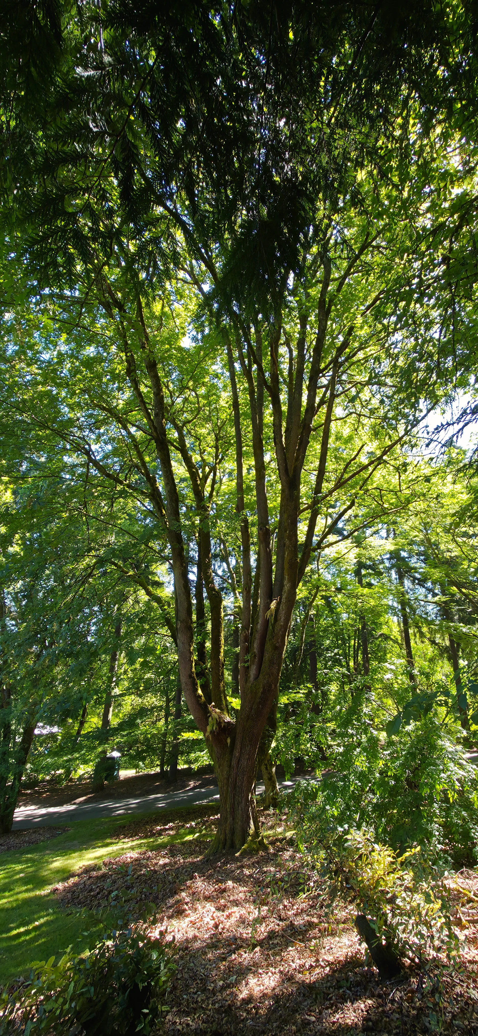 Washington Park Arboretum