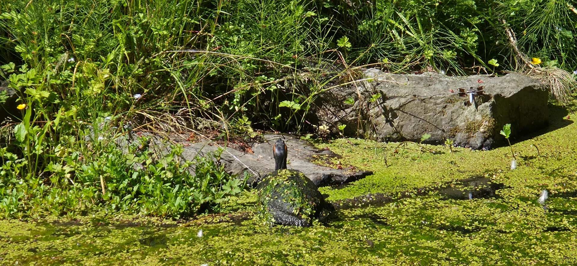 Washington Park Arboretum