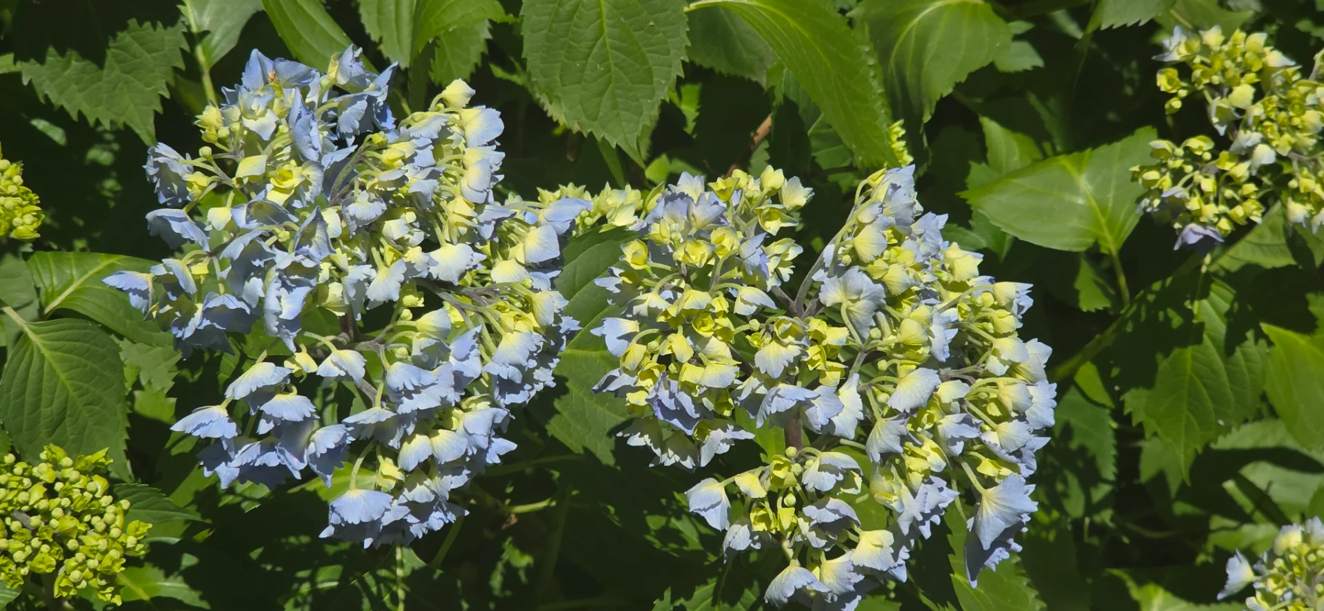 Washington Park Arboretum