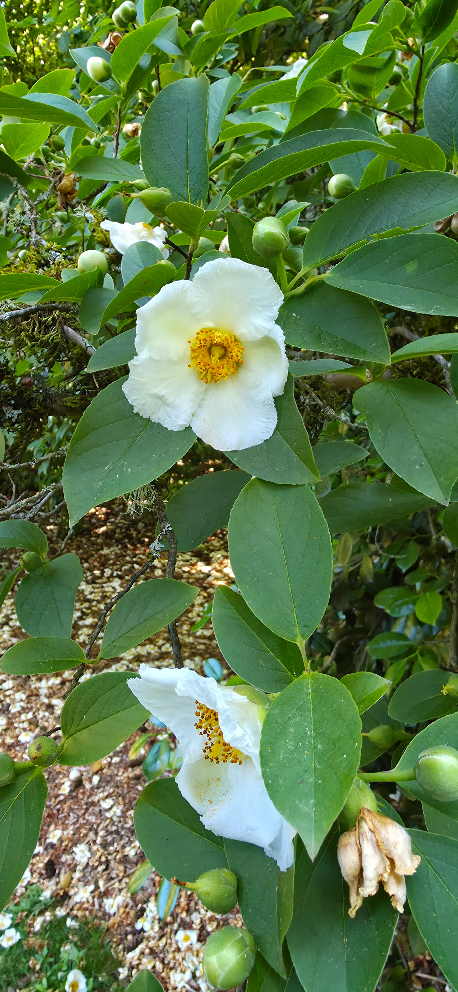 Washington Park Arboretum